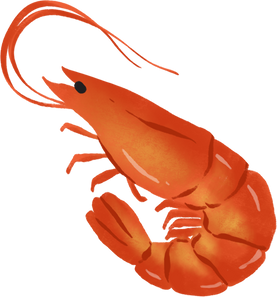 Handdrawn Fresh Shrimp 