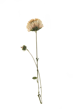 Hand Pressed Flora